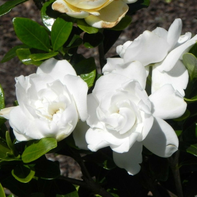 Gardenia florida L. - Gardening Plants And Flowers
