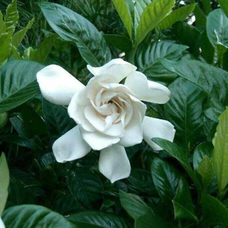 Common gardenia - Gardening Plants And Flowers
