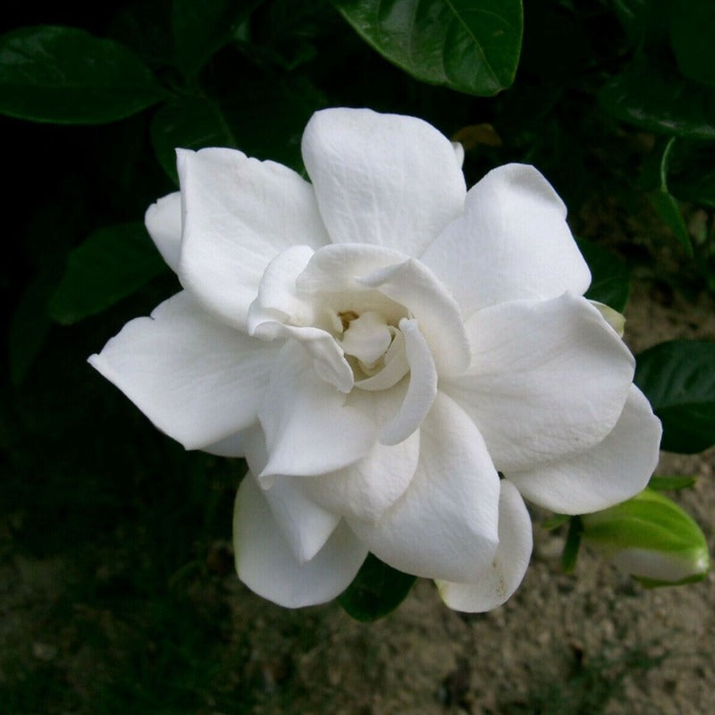 Gardenia grandiflora - Gardening Plants And Flowers
