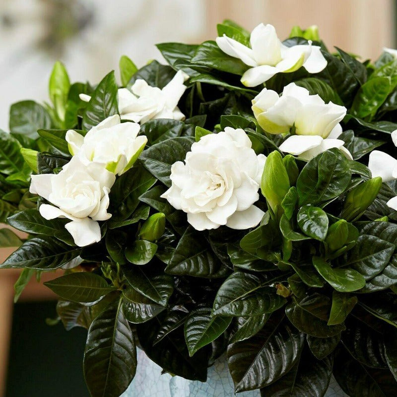 gardenia flower seeds Gardenia Jasminoides Seeds