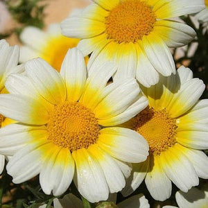 chrysanthemum edible seeds - Gardening Plants And Flowers