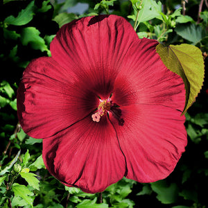 hibiscus luna red - Gardening Plants And Flowers
