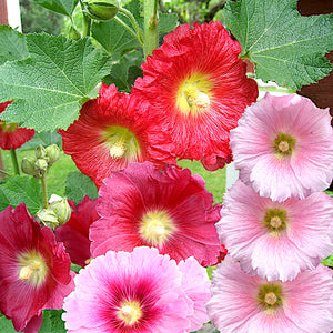 hollyhock spring mix - Gardening Plants And Flowers