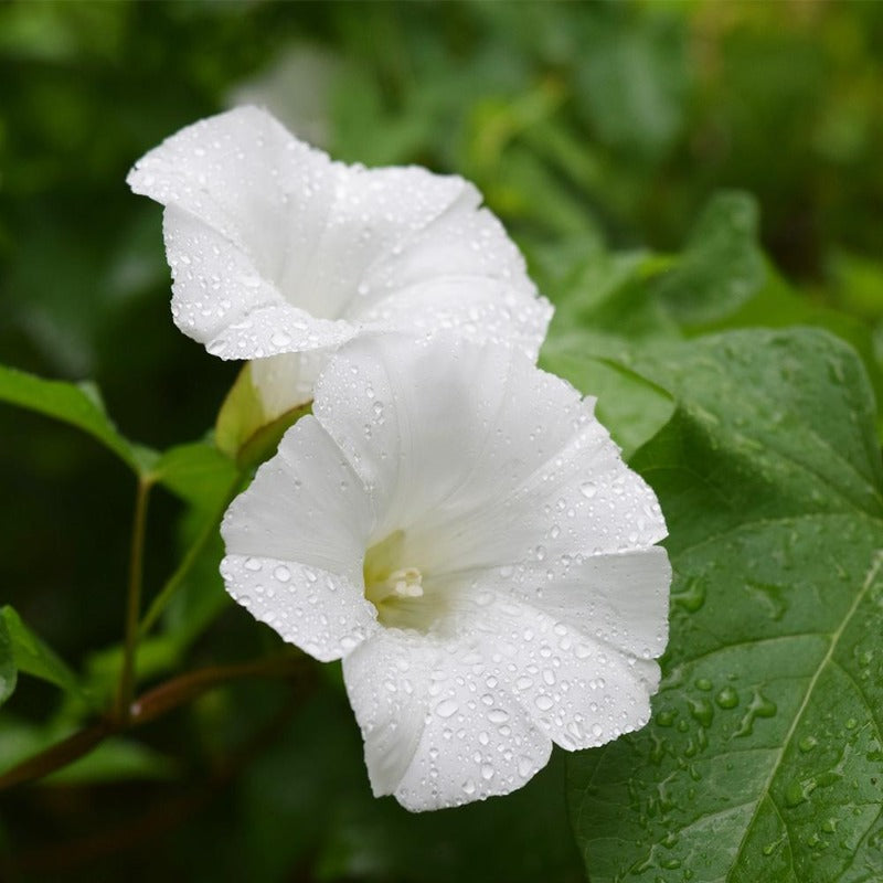 Ipomoea Alba - Gardening Plants And Flowers