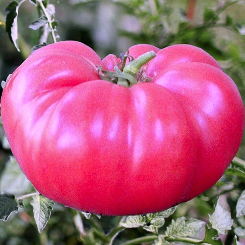large pink ponderosa tomato - Gardening Plants And Flowers