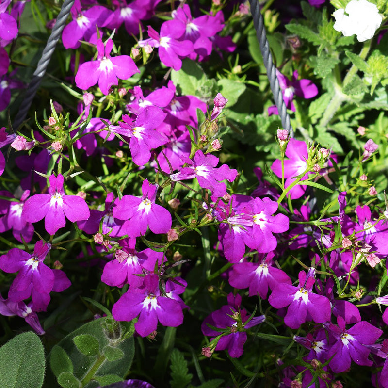 lobelia rosamond - Gardening Plants And Flowers