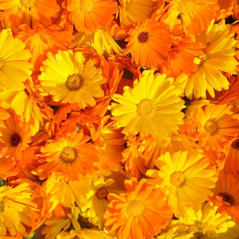 calendula flower - Gardening Plants And Flowers