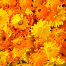 Load image into Gallery viewer, calendula flower - Gardening Plants And Flowers