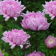 Load image into Gallery viewer, tall pink aster - Gardening Plants And Flowers