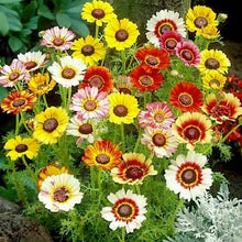 Load image into Gallery viewer, chrysanthemum seeds - Gardening Plants And Flowers