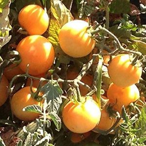 wapsipinicon peach tomato - Gardening Plants And Flowers