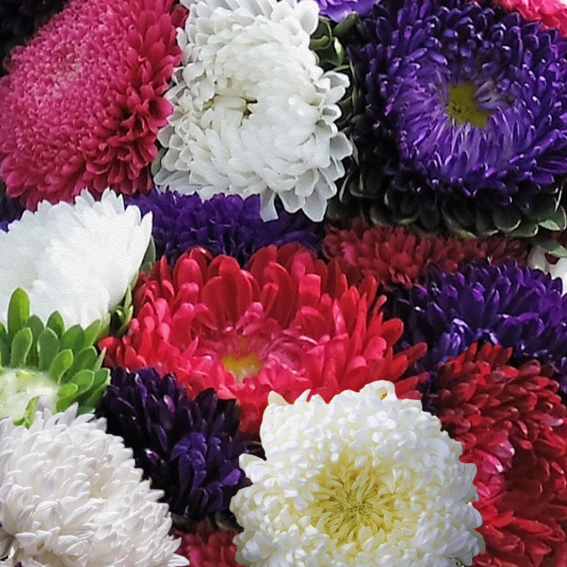 white chrysanthemum flower seeds Big Chrysanthemum Mixed Colors 100 Seeds – Gardening Plants And Flowers