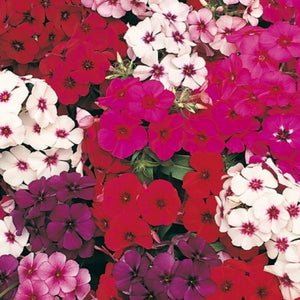 phlox drummondii - Gardening Plants And Flowers