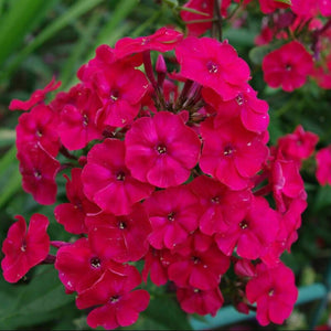 phlox red - Gardening Plants And Flowers