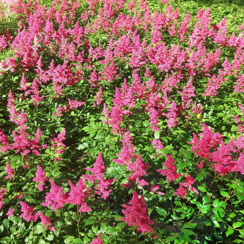 Astilbe Chinensis Pumila - Gardening Plants And Flowers