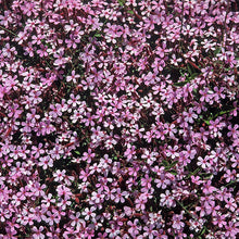 Load image into Gallery viewer, Saponaria Ocymoides - Gardening Plants And Flowers