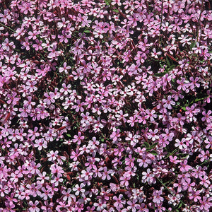 Saponaria Ocymoides - Gardening Plants And Flowers