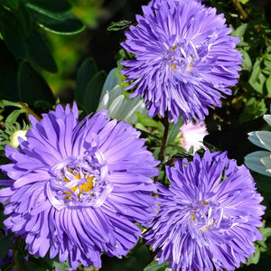 china aster seeds - Gardening Plants And Flowers