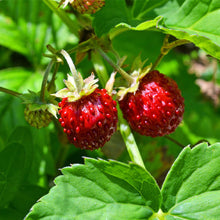 Load image into Gallery viewer, alpine strawberry - Gardening Plants And Flowers