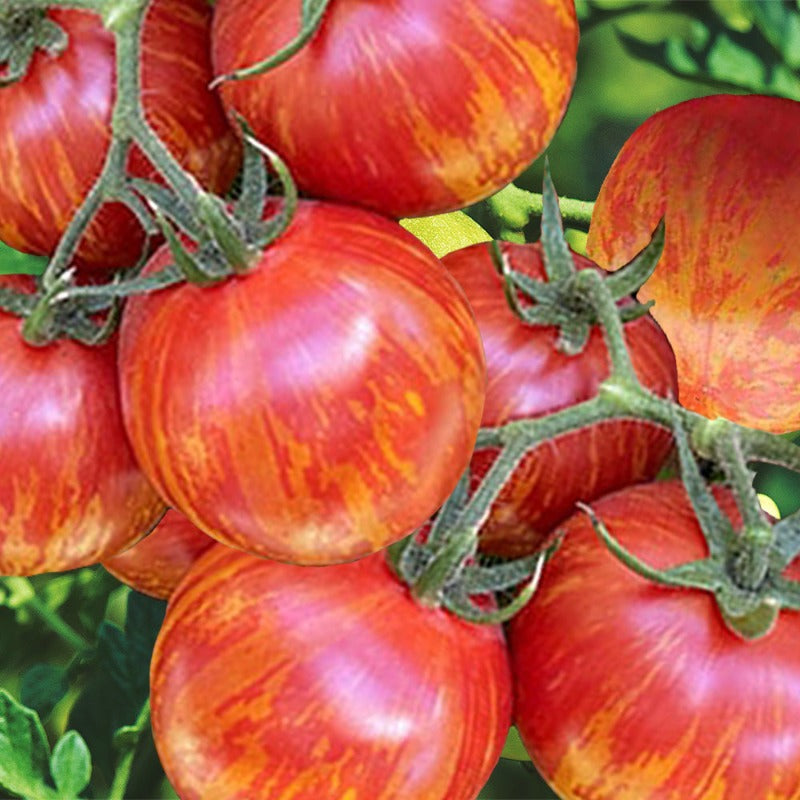 Red Zebra Tomato Seeds