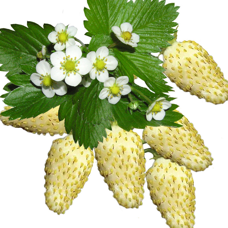 strawberry seeds are the fruit White Strawberry Seeds