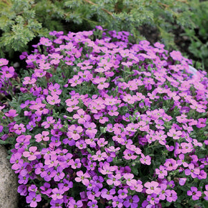 alpine rock cress - Gardening Plants And Flowers