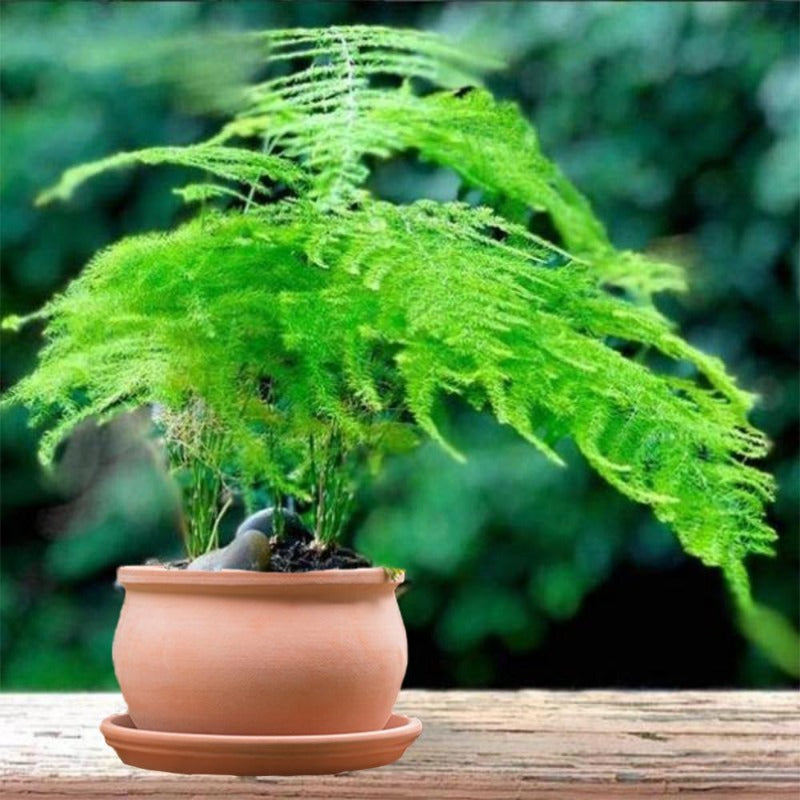 is a fern a seed plant Asparagus Fern Seeds