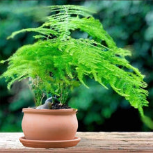 Load image into Gallery viewer, asparagus fern seeds - Gardening Plants And Flowers