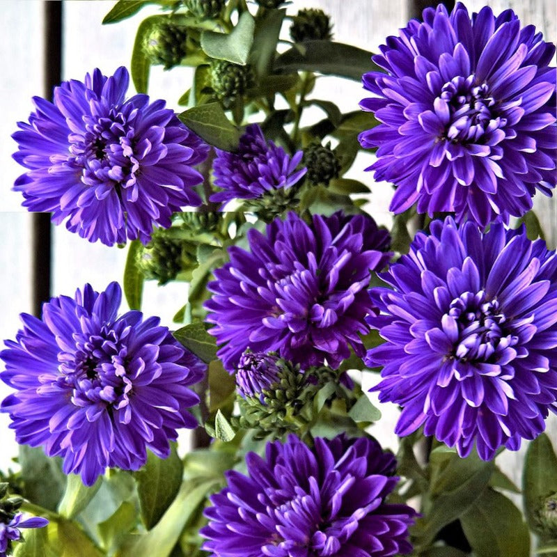 lavender aster flower Aster Lavender Seeds – Gardening Plants And Flowers