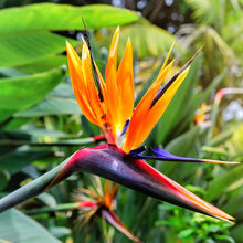 Load image into Gallery viewer, strelitzia flower - Gardening Plants And Flowers
