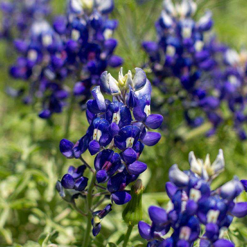 blue bonnet flower seeds Wildflower Seeds