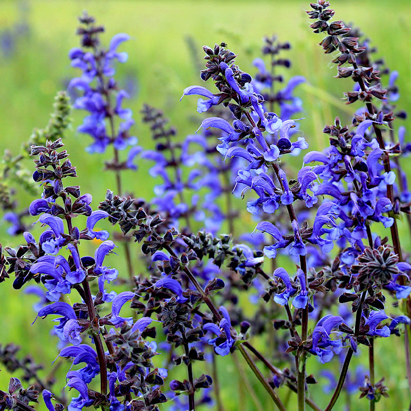 planting salvia seeds Mealy Blue Sage 500 Seeds Packet
