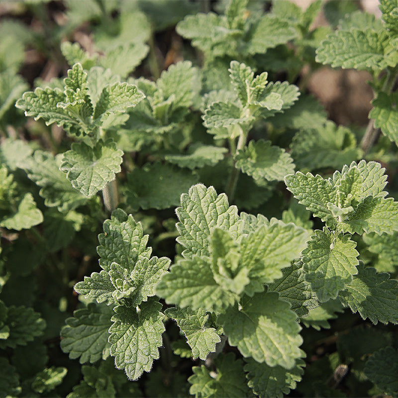 Catnip Seeds