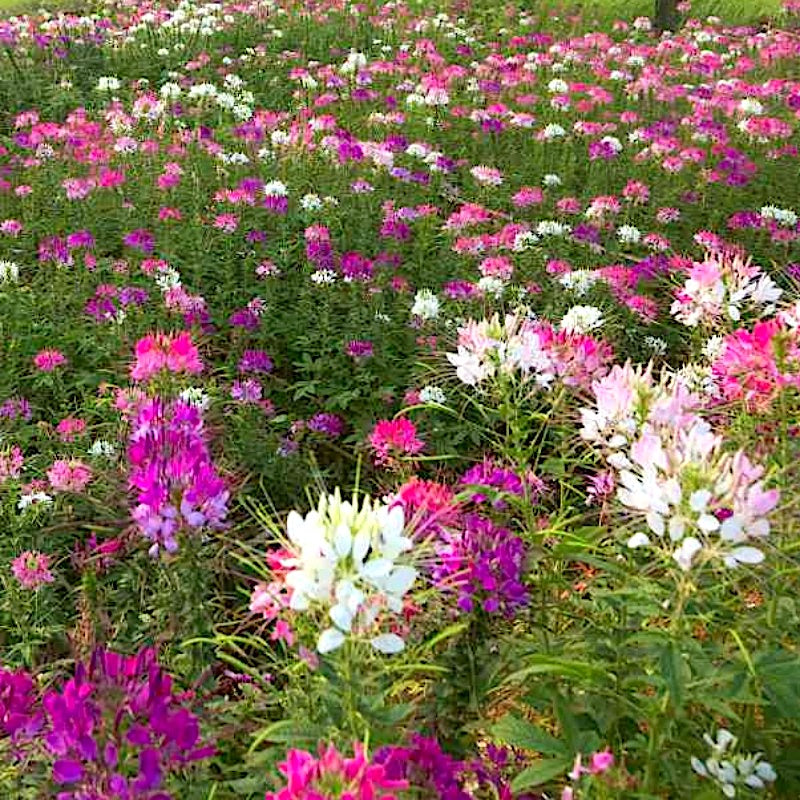 planting cleome seeds from previous year Cleome Queen Mix 500 Seeds - Spider Flower
