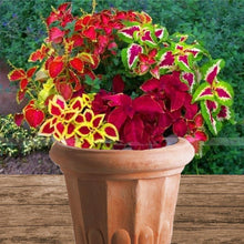 Load image into Gallery viewer, Coleus Blumei - Gardening Plants And Flowers