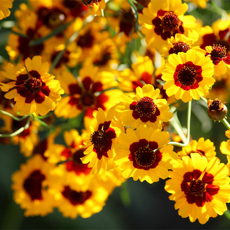 coreopsis tinctoria - Gardening Plants And Flowers