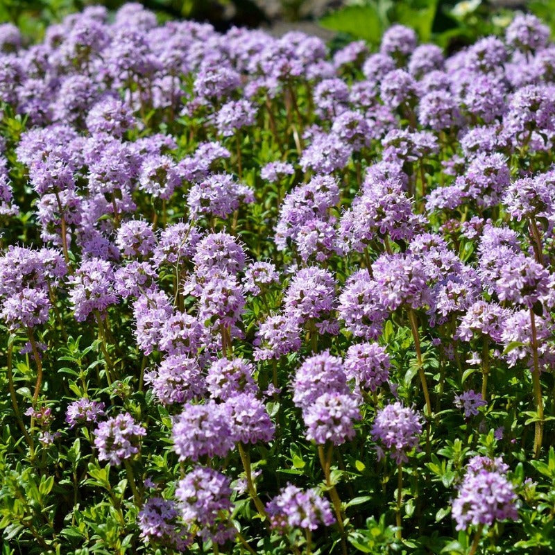 creeping thyme seeds or plants Creeping Thyme Seeds - Thymus Serpyllum Ground Cover