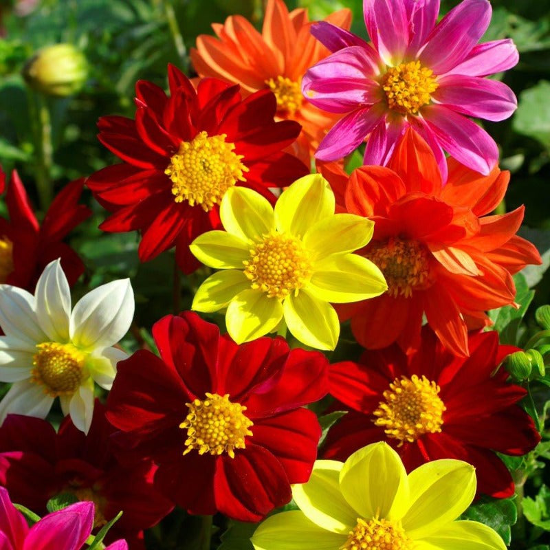 dahlia - Gardening Plants And Flowers