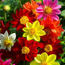 Load image into Gallery viewer, dahlia - Gardening Plants And Flowers