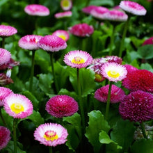 Load image into Gallery viewer, bellis perennis - Gardening Plants And Flowers