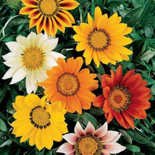 Load image into Gallery viewer, gazania splendens - Gardening Plants And Flowers