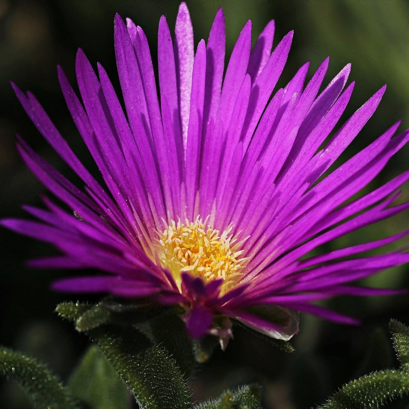 livingstone daisy - Gardening Plants And Flowers
