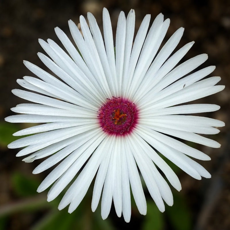 ice plant - Gardening Plants And Flowers