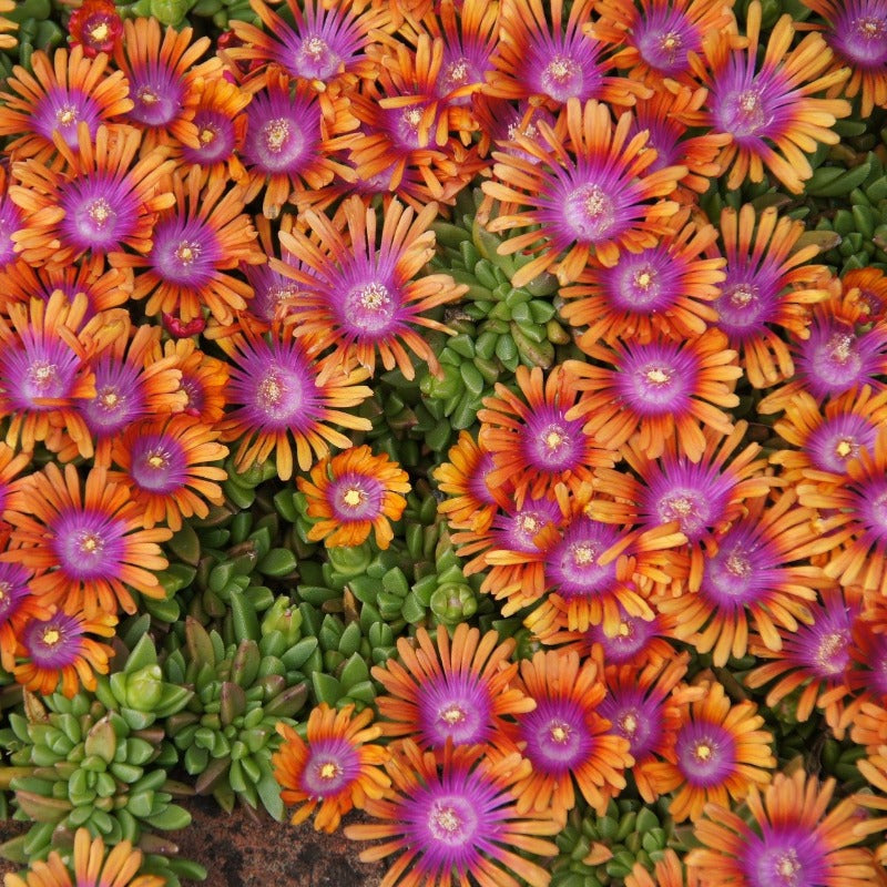livingstone daisy - Gardening Plants And Flowers