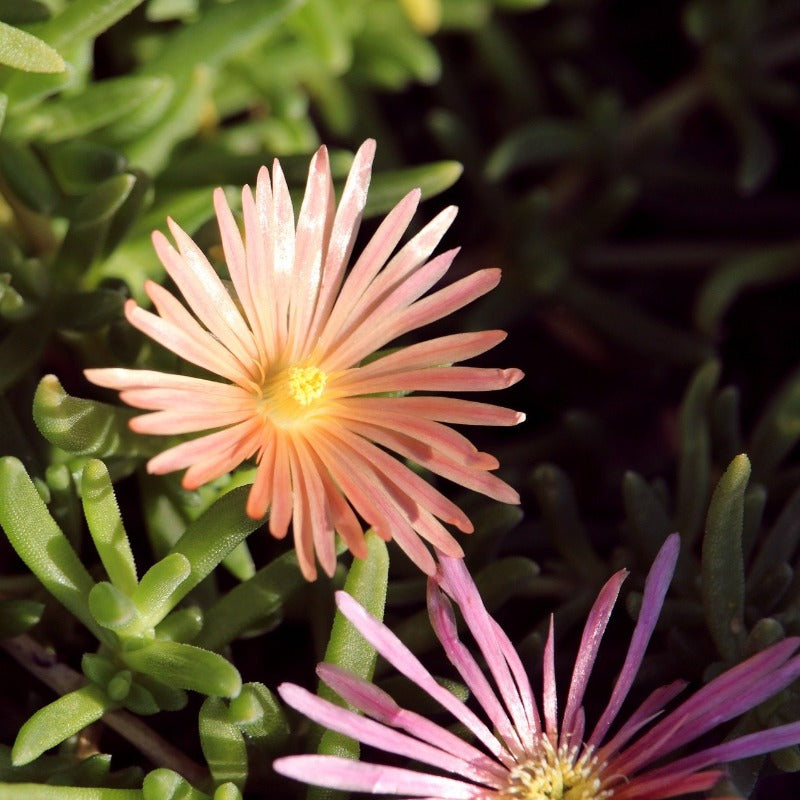 ground cover plants - Gardening Plants And Flowers