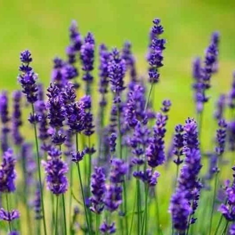 spanish lavender seeds Lavender Seeds 200 PCS (Lavandula) – Gardening Plants And Flowers