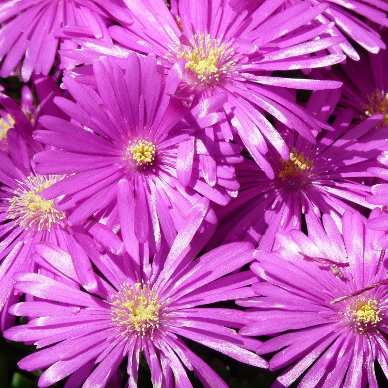 livingstone daisy - Gardening Plants And Flowers
