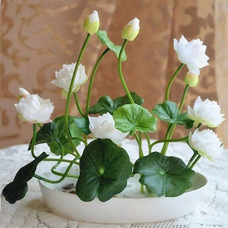 seed of lotus flower Sacred Lotus Seeds
