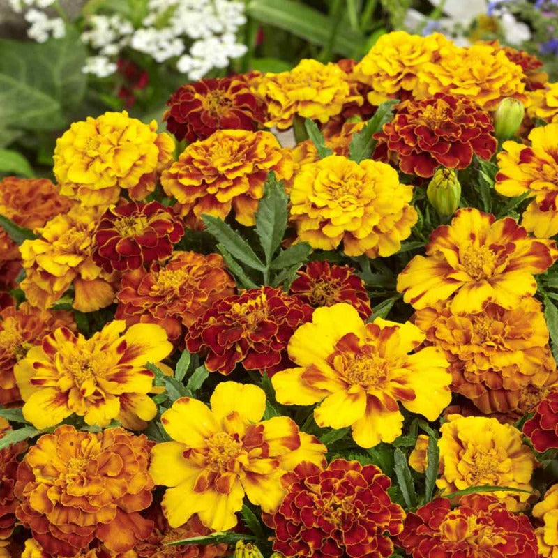 Marigold Flowers - Gardening Plants And Flowers