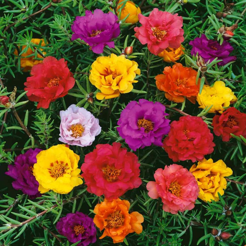 Portulaca Grandiflora - Gardening Plants And Flowers